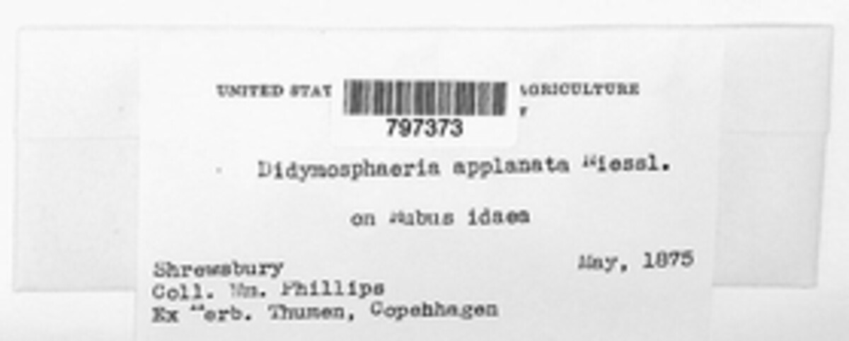 Xenodidymella applanata image